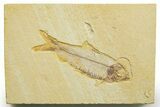 Detailed Fossil Fish (Knightia) - Wyoming #363875-1